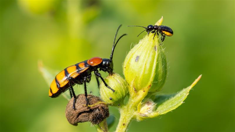 Proactive Pest & Disease Management with JioKrishi