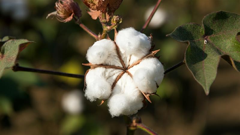 Smart Cotton Farming: Tips for Higher Yields in Maharashtra & Gujarat with JioKrishi
